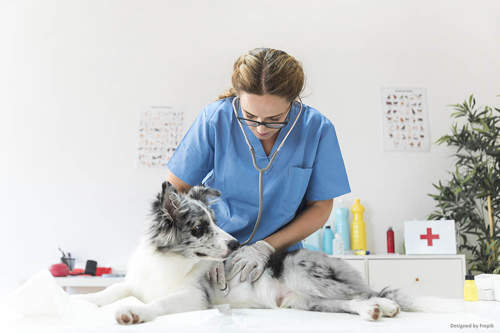 Licenciamento - Manipulação para uso veterinário
